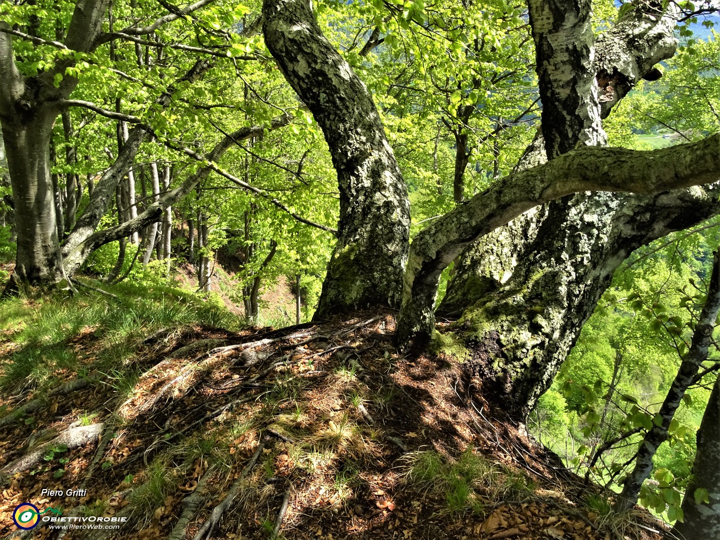 28 Betulle e faggi in Cima di Muschiada.JPG